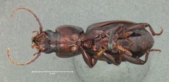 Media type: image;   Entomology 5632 Aspect: habitus ventral view